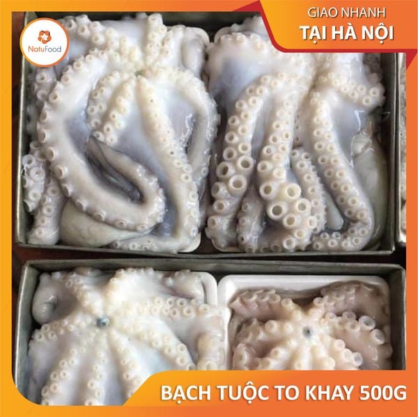 Bạch Tuộc Size Lớn