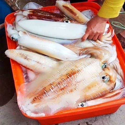 Mực Lá Phú Quốc Size 200-300g