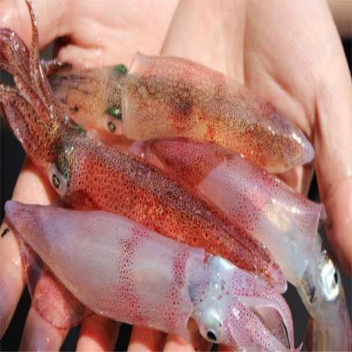 Mực Trứng Cơm Xôi