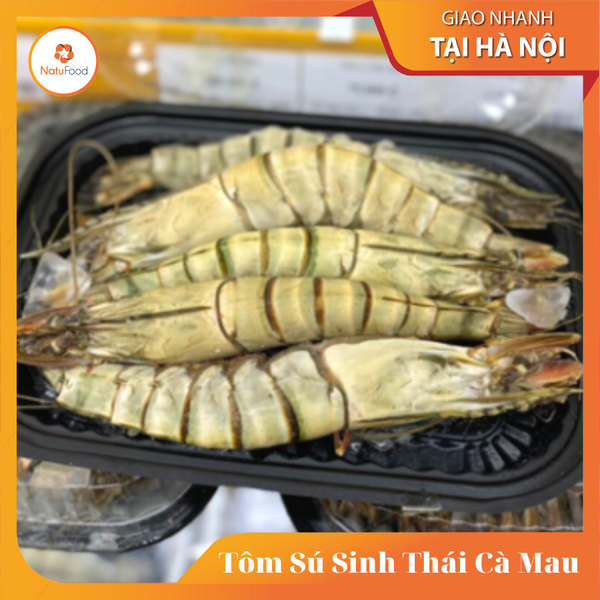 Tôm Sú Sinh Thái ĐL
